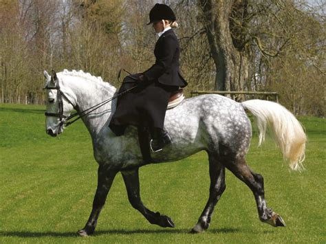 Have A Go At Side Saddle Horse And Rider