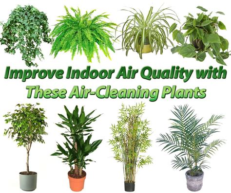 15 Best Air Purifying Plants Our Service Company Best Air Purifying
