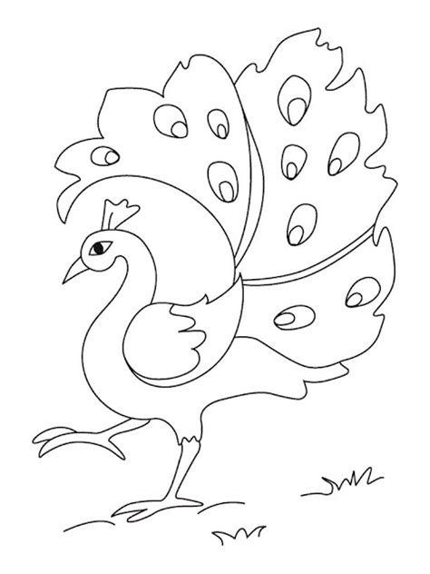 Semakin sering anak belajar mewarnai maka kepekaan seni di d. Gambar Hewan Burung Untuk Mewarnai | Warna Warni Gambar