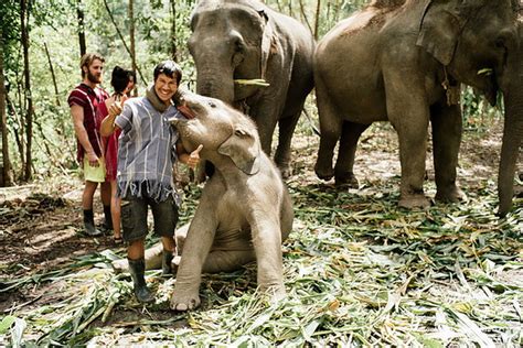 1 Day Chiang Mai Elephant Volunteer At Elephant Jungle Sanctuary