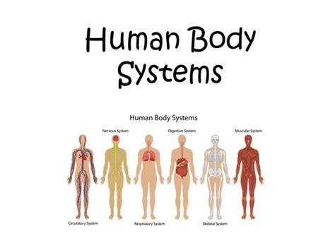 Human Body Systems