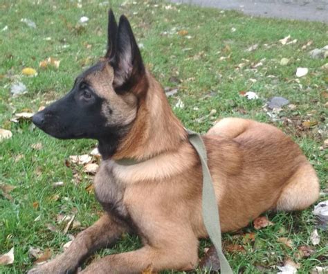 If you're still interested in speaking with castle shibas about their dogs, you're welcome to send a message with any questions. Duna - Belgian Malinois Puppy for sale | Euro Puppy