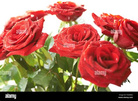 Bunch Red Roses Hi Res Stock Photography And Images Alamy