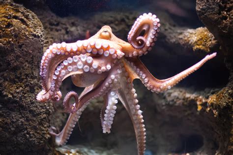World Octopus Day October Th Days Of The Year