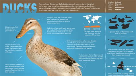 Duck Facts Types Identification Habitat Diet Adaptations Duck Images