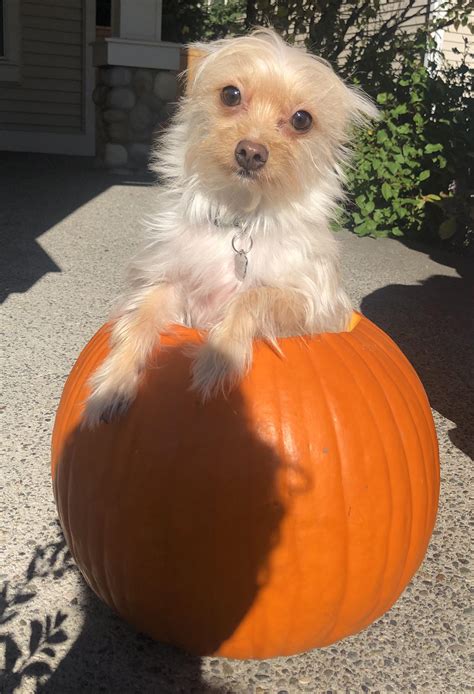 Carving Pumpkins With My Pup Reyebleach