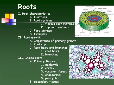 Ppt Roots Powerpoint Presentation Free Download Id2955395