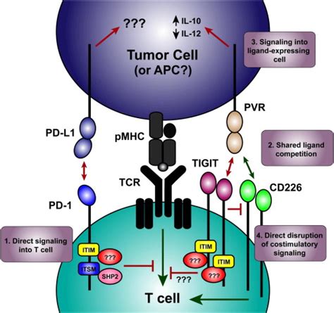Tigit A Ctla Esque Immune Checkpoint For Cancer Cancer Biology