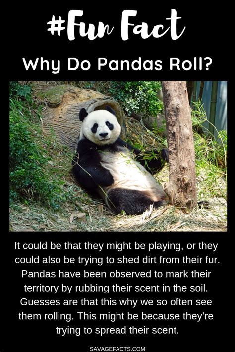 100 Facts About Pandas That Will Increase Your Knowledge Panda Facts