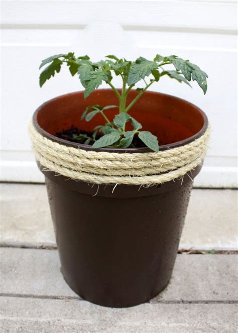 Growing Tomatoes In Five Gallon Buckets Tomato Planter Strawberry