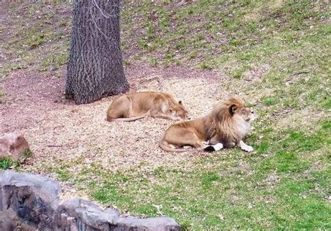 You will fight to save these enemies from them. Como Park Zoo And Conservatory Exhibits Large Cat Exhibit ...
