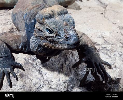Rhinoceros Iguana Aka Goliath Dragon Cyclura Cornuta Threatened