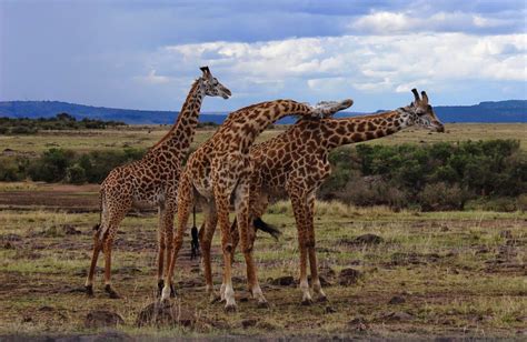 Giraffe Necking At The Maasai Mara National Reserve Kenya Souvenir