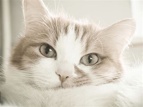 In accordance with the literature, male cats were. Your Cat's Heart: Feline Heart Disease
