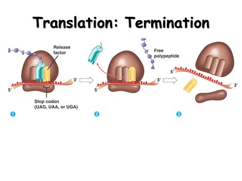 Translation Protein From Rna Presentation Biology