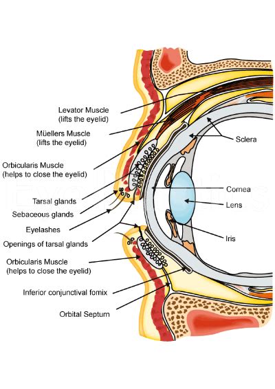 Eyelid Anatomy Boise Eye Diagrams Idaho