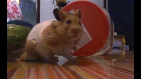 Hamster Very Astute 聰明的倉鼠 Hd 1080 Youtube