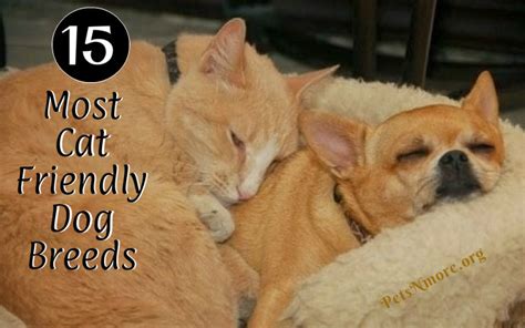 15 Most Cat Friendly Dog Breeds Pets N More