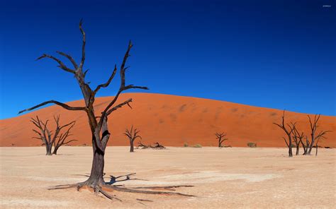 Trees In The Desert 2 Wallpaper Nature Wallpapers 44621