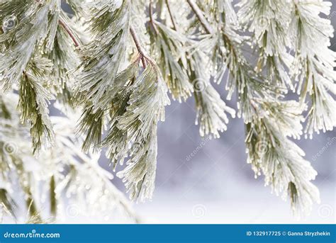 Snow Covered Pine Branch Magic Fabulous Winter Stock Image Image Of