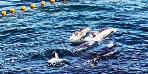 3 Dolphins Captured 11 Slaughtered As Taiji Hunt Continues The Dodo