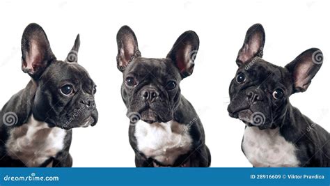 French Bulldog Portrait Stock Image Image Of White Headshot 28916609
