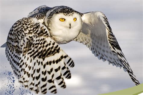 Amazing Facts About Snowy Owls
