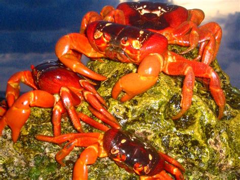 The Strange Ritual Migration Of 50 Million Red Crabs On Christmas