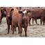 Derrell Peel Fall Feeder Cattle Market Dynamics  Drovers