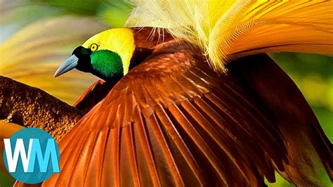 Top 10 Most Stunningly Beautiful Birds In The World