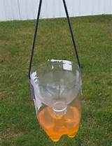 Pictures of Wasp Trap