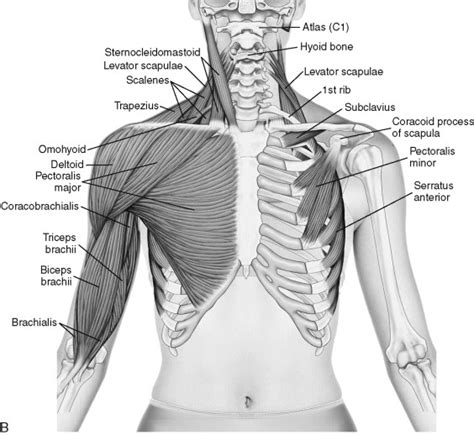 Neck And Shoulder Muscle Diagram Diagram Media