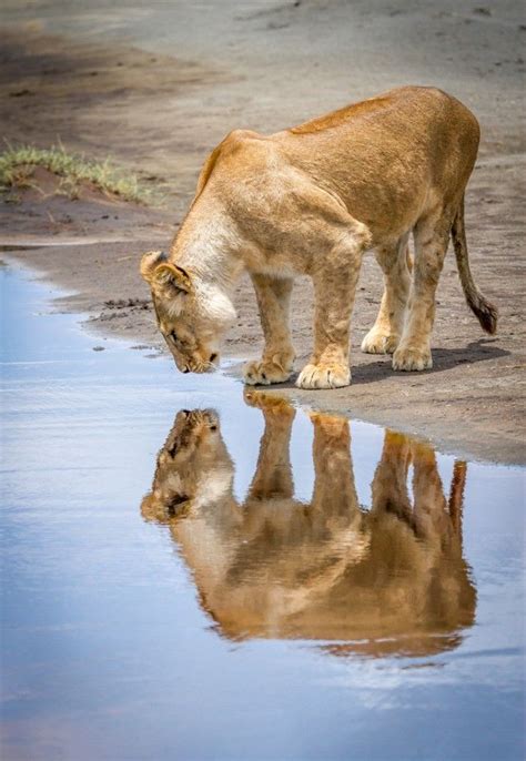 Lioness Reflection By Cindialvarado Animals And Water Photo Contest