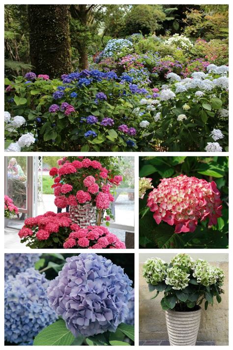 Hydrangea Care Growing Propagating And Drying Hydrangea Flowers