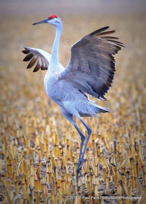 Dancing Sandhill Crane Platte River Flyway Nebraska By Paul Pack