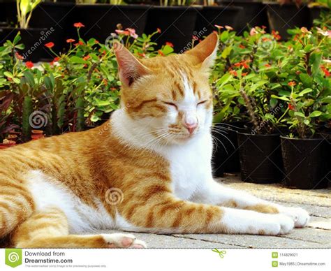 Brown Orange Tabby Cat Lying On The Floor Stock Image Image Of