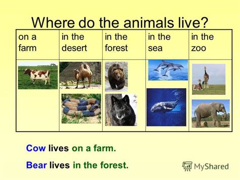 Презентация на тему Animals Where Do They Live Answer The