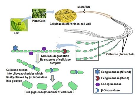 Diagrammatic Overview Of Cellulose Metabolism By Cellulase System