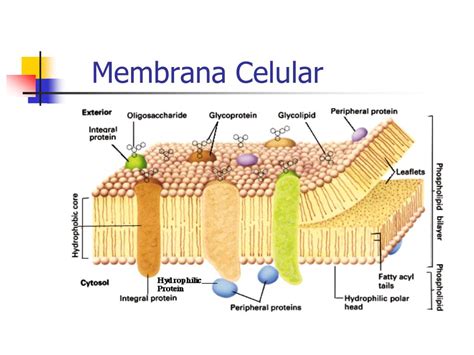 Que Es La Membrana Celular