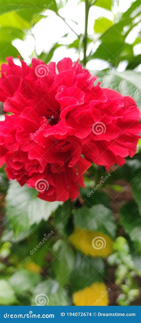 Very Nice Red Flower Is Colour So Happy So Beautiful And So Lovely This
