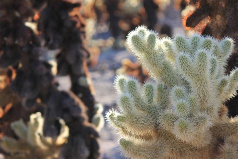 Free Images Nature Cactus Desert Flower Frost Travel Botany