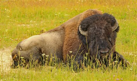 Bison Foto And Bild North America United States National Parks Bilder
