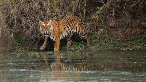 Indias Man Eating Tigers Entangled In A Blame Game