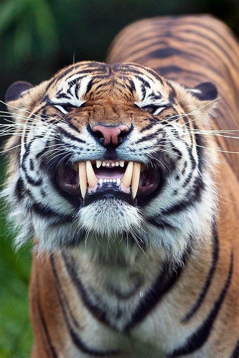 Tiger Showing Its Teeth Tiger Photography Animals Animals Wild
