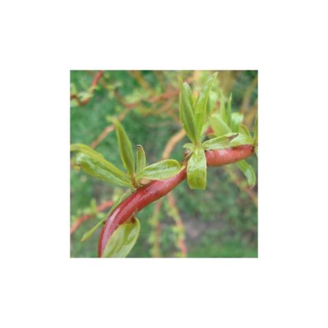 corkscrew willow live plant salix matsudana tortuosa for sale