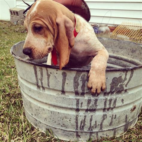 Buck the american english coonhound (redtick coonhound) at 6 years old. English Coonhound puppy #hound #puppy #coonhound | English coonhound, Coonhound puppy, Puppies