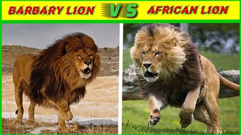 Barbary Lion Vs African Lion क्या लगता है किसकी होगी जीतbarbary Lion