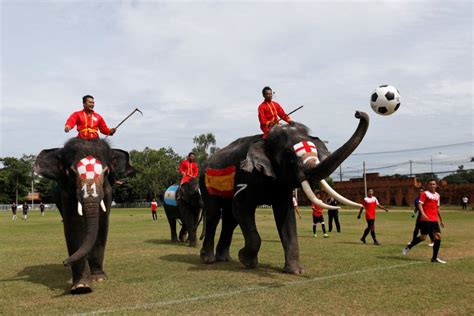 Elephants Play Soccer In Thailand Ahead Of World Cup As Part Of Anti