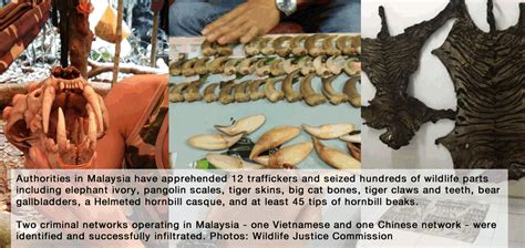 Malaysia Wildlife Traffickers Busted With Ivory Pangolin Scales