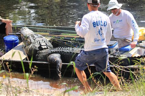 Massive 920 Pound Alligator Caught In Central Florida We Were Just In